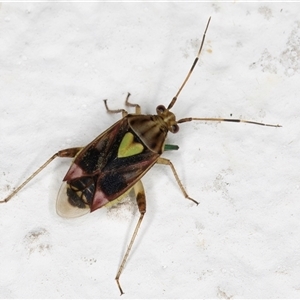 Austropeplus annulipes at Melba, ACT - 26 Nov 2024