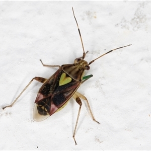 Austropeplus annulipes at Melba, ACT - 26 Nov 2024