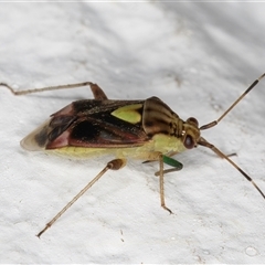 Austropeplus annulipes at Melba, ACT - 26 Nov 2024