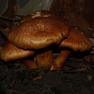 zz agaric (stem; gill colour unknown) at Freshwater Creek, VIC - 3 May 2020