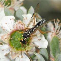 Unidentified Parasitic wasp (numerous families) at Tharwa, ACT - 26 Nov 2024 by Harrisi