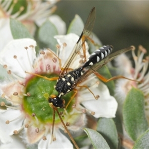 Pristaulacus flavoguttatus at suppressed - suppressed