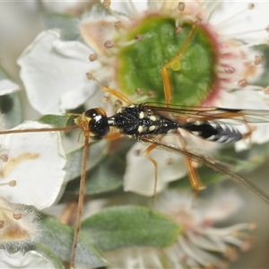 Pristaulacus flavoguttatus at suppressed - suppressed