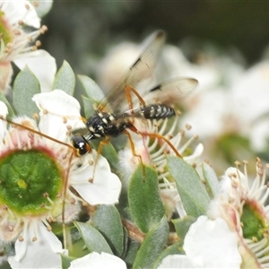 Pristaulacus flavoguttatus at suppressed - suppressed