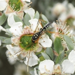 Pristaulacus flavoguttatus at suppressed - suppressed