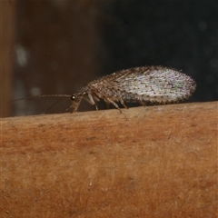 Micromus tasmaniae at Freshwater Creek, VIC - 3 May 2020 by WendyEM