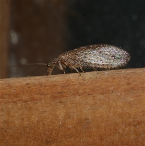 Micromus tasmaniae at Freshwater Creek, VIC by WendyEM