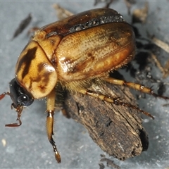 Unidentified Scarab beetle (Scarabaeidae) at Stirling, ACT - 27 Nov 2024 by Harrisi