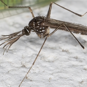 Aedes (Rampamyia) notoscriptus at Melba, ACT - 26 Nov 2024