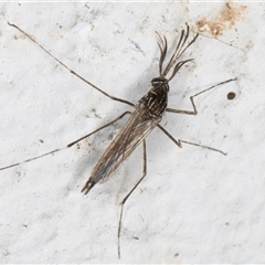 Aedes (Rampamyia) notoscriptus at Melba, ACT - 26 Nov 2024