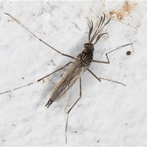 Aedes (Rampamyia) notoscriptus at Melba, ACT - 26 Nov 2024