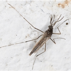 Aedes (Rampamyia) notoscriptus at Melba, ACT - 26 Nov 2024