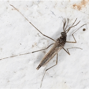 Aedes (Rampamyia) notoscriptus at Melba, ACT - 26 Nov 2024