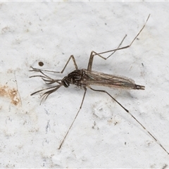 Aedes (Rampamyia) notoscriptus at Melba, ACT - 26 Nov 2024