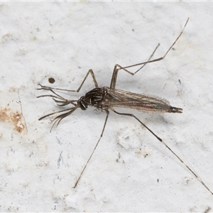 Aedes (Rampamyia) notoscriptus at Melba, ACT - 26 Nov 2024