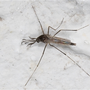 Aedes (Rampamyia) notoscriptus at Melba, ACT - 26 Nov 2024