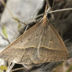 Epidesmia hypenaria (Long-nosed Epidesmia) at Tharwa, ACT - 27 Nov 2024 by Harrisi