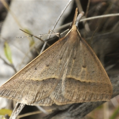 Epidesmia hypenaria (Long-nosed Epidesmia) at Tharwa, ACT - 27 Nov 2024 by Harrisi