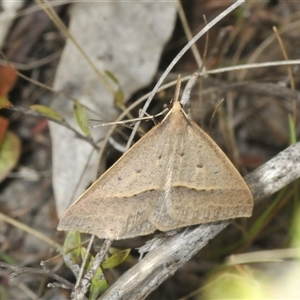 Epidesmia hypenaria at Tharwa, ACT - 27 Nov 2024