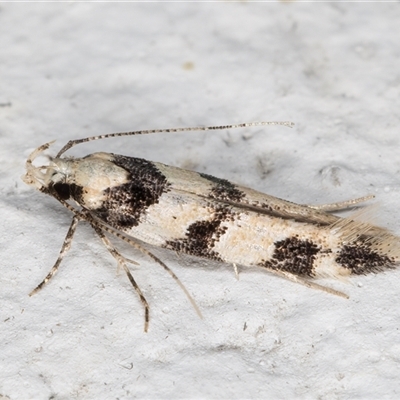 Labdia bryomima (A Gelechioid moth (Cosmopterigidae) at Melba, ACT - 26 Nov 2024 by kasiaaus