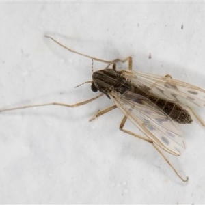 Polypedilum (Polypedilum) nubifer (A non-biting midge) at Melba, ACT by kasiaaus