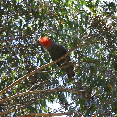 Callocephalon fimbriatum (Gang-gang Cockatoo) at Acton, ACT - 23 Nov 2024 by TimL