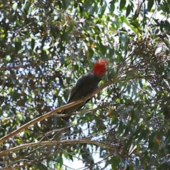 Callocephalon fimbriatum at Acton, ACT - suppressed