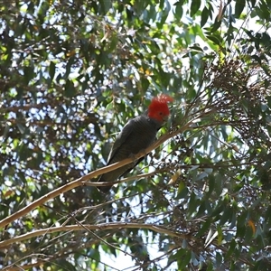 Callocephalon fimbriatum at Acton, ACT - 23 Nov 2024