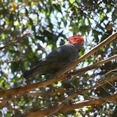 Callocephalon fimbriatum at Acton, ACT - 23 Nov 2024