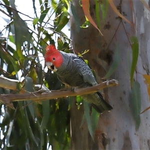 Callocephalon fimbriatum (Gang-gang Cockatoo) at Acton, ACT by TimL