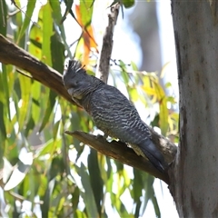 Callocephalon fimbriatum at Acton, ACT - suppressed