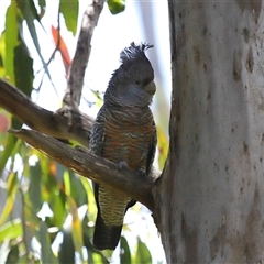 Callocephalon fimbriatum at Acton, ACT - suppressed