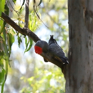 Callocephalon fimbriatum at Acton, ACT - suppressed