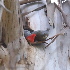 Callocephalon fimbriatum (Gang-gang Cockatoo) at Acton, ACT - 21 Nov 2024 by TimL