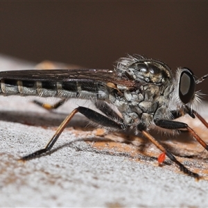 Cerdistus sp. (genus) at Yarralumla, ACT - 26 Nov 2024