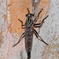 Cerdistus sp. (genus) at Yarralumla, ACT - 26 Nov 2024 01:24 PM