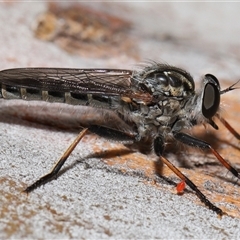 Cerdistus sp. (genus) at Yarralumla, ACT - 26 Nov 2024