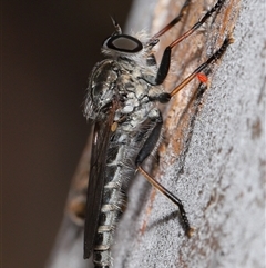 Cerdistus sp. (genus) at Yarralumla, ACT - 26 Nov 2024