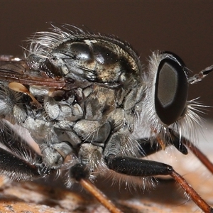 Cerdistus sp. (genus) at Yarralumla, ACT - 26 Nov 2024