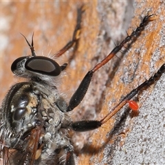 Acari (informal subclass) at Yarralumla, ACT - 26 Nov 2024 01:24 PM