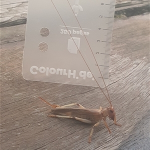 Gryllacrididae (family) at Shark Creek, NSW - 28 Nov 2024 05:49 AM