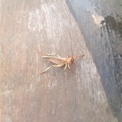 Gryllacrididae (family) at Shark Creek, NSW - 28 Nov 2024