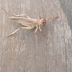 Gryllacrididae (family) at Shark Creek, NSW - 28 Nov 2024