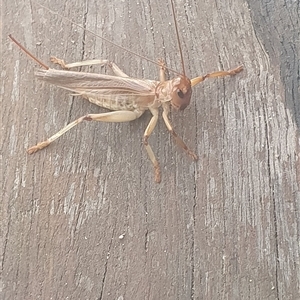 Gryllacrididae (family) at Shark Creek, NSW - 28 Nov 2024