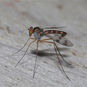 Heteropsilopus sp. (genus) (A long legged fly) at Acton, ACT by TimL