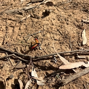 Unidentified Beetle (Coleoptera) at Orangeville, NSW by BeckBrownlowHill