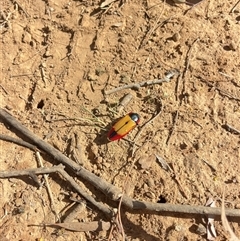 Temognatha affinis at suppressed - suppressed