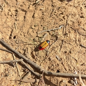 Temognatha affinis at suppressed - suppressed