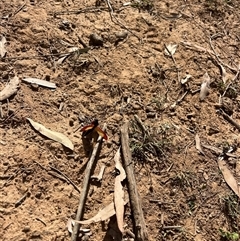 Temognatha affinis at suppressed - suppressed
