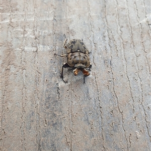 Ryssonotus nebulosus at Berry, NSW - 28 Nov 2024 07:07 AM